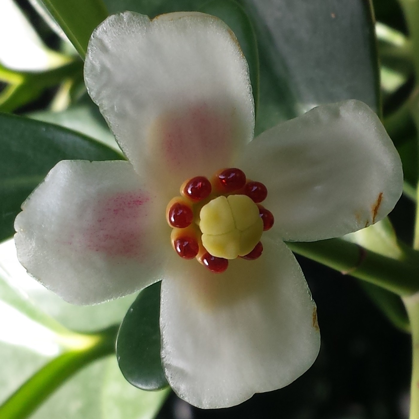 Nuestra Mente es Maravillosa