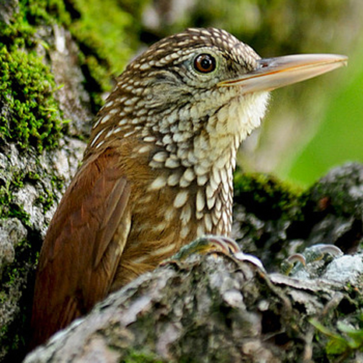 Estudio de Aves Ecojugando
