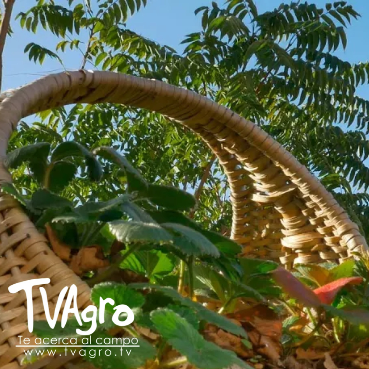 TV AGRO