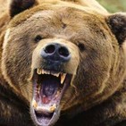Osos gigantes
