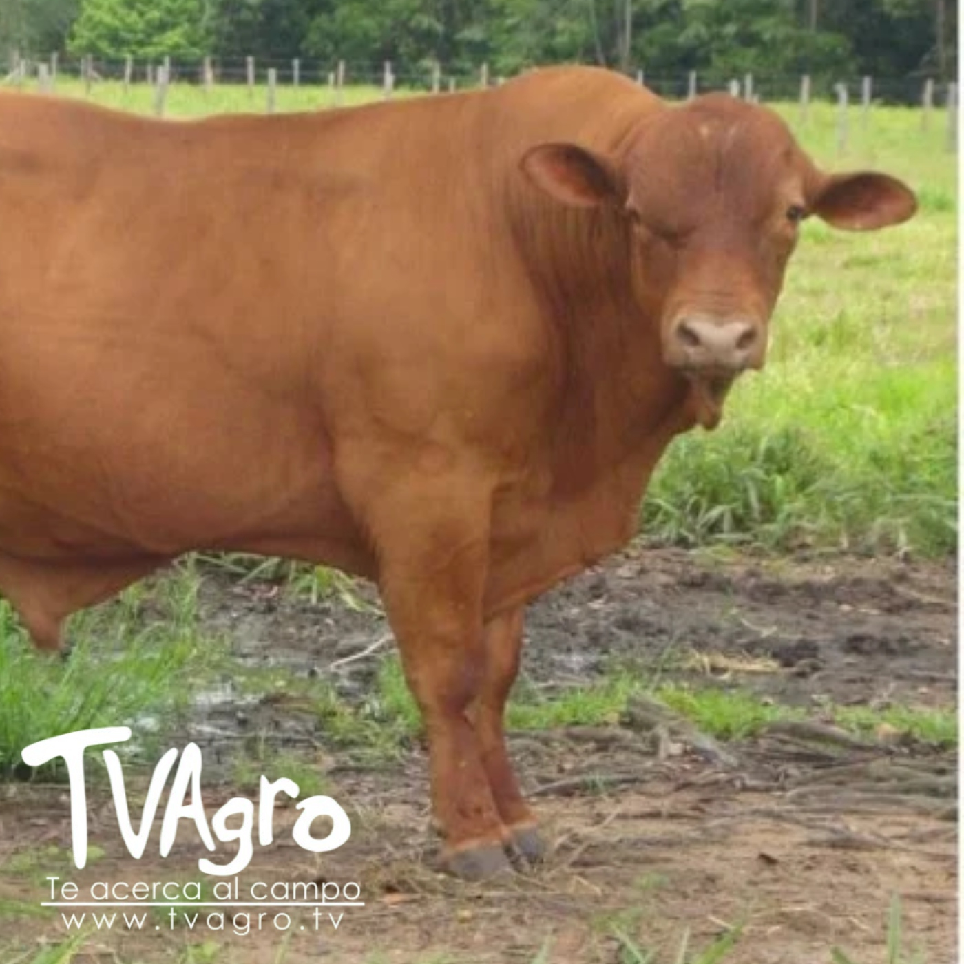 TV AGRO
