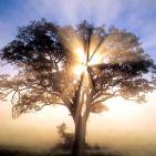 01 - João 1:19 – 51 Um verdadeiro Israelita