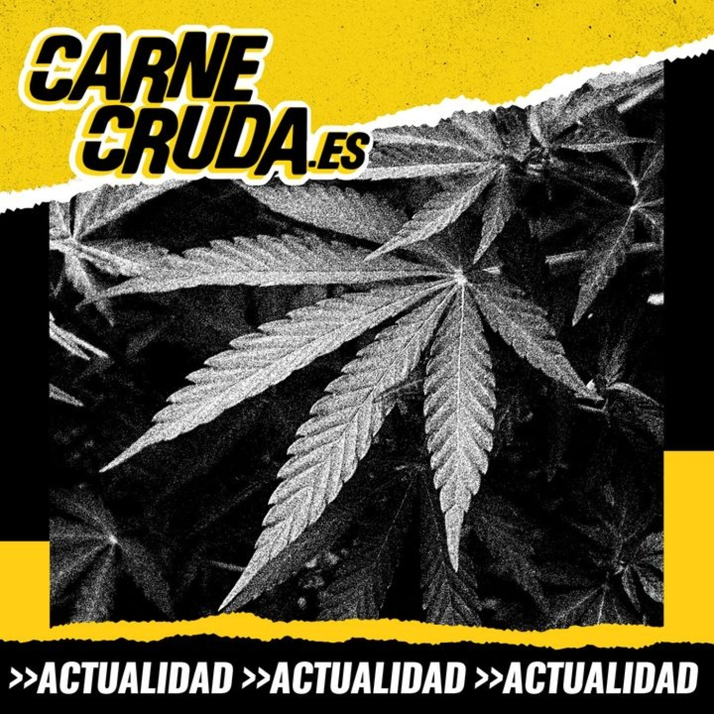 Cannabis: la legislatura de la legalización (CARNE CRUDA #1311)