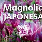 El Angel de tu Salud - MAGNOLIA JAPONESA