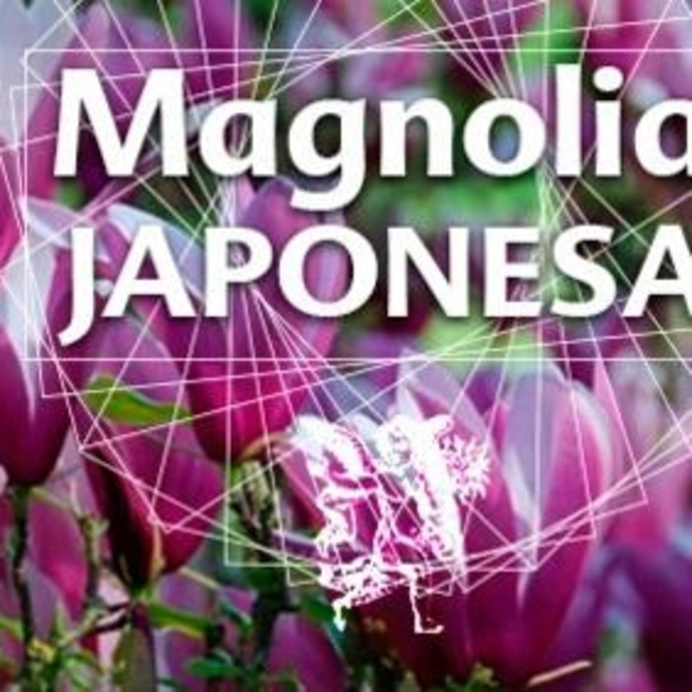 El Angel de tu Salud - MAGNOLIA JAPONESA episode artwork