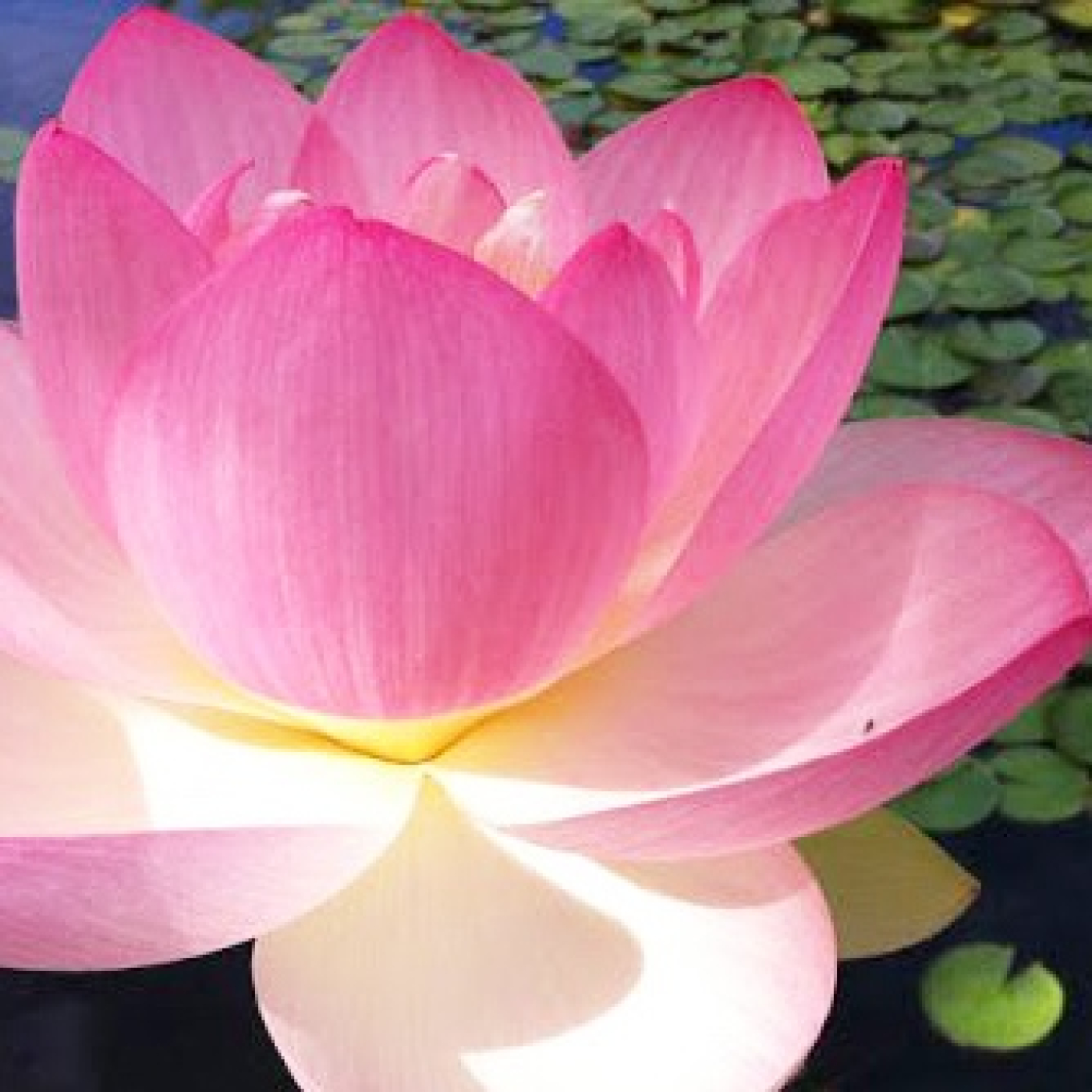 CONCIENCIA Y MEDITACIÓN