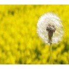 Saludario.Programa 25. Previsión alergías y Día Mundial del Sueño