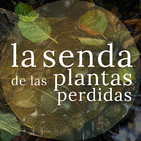 El árbol que sangra junto al río: Alnus glutinosa {La Senda de las Plantas Perdidas}