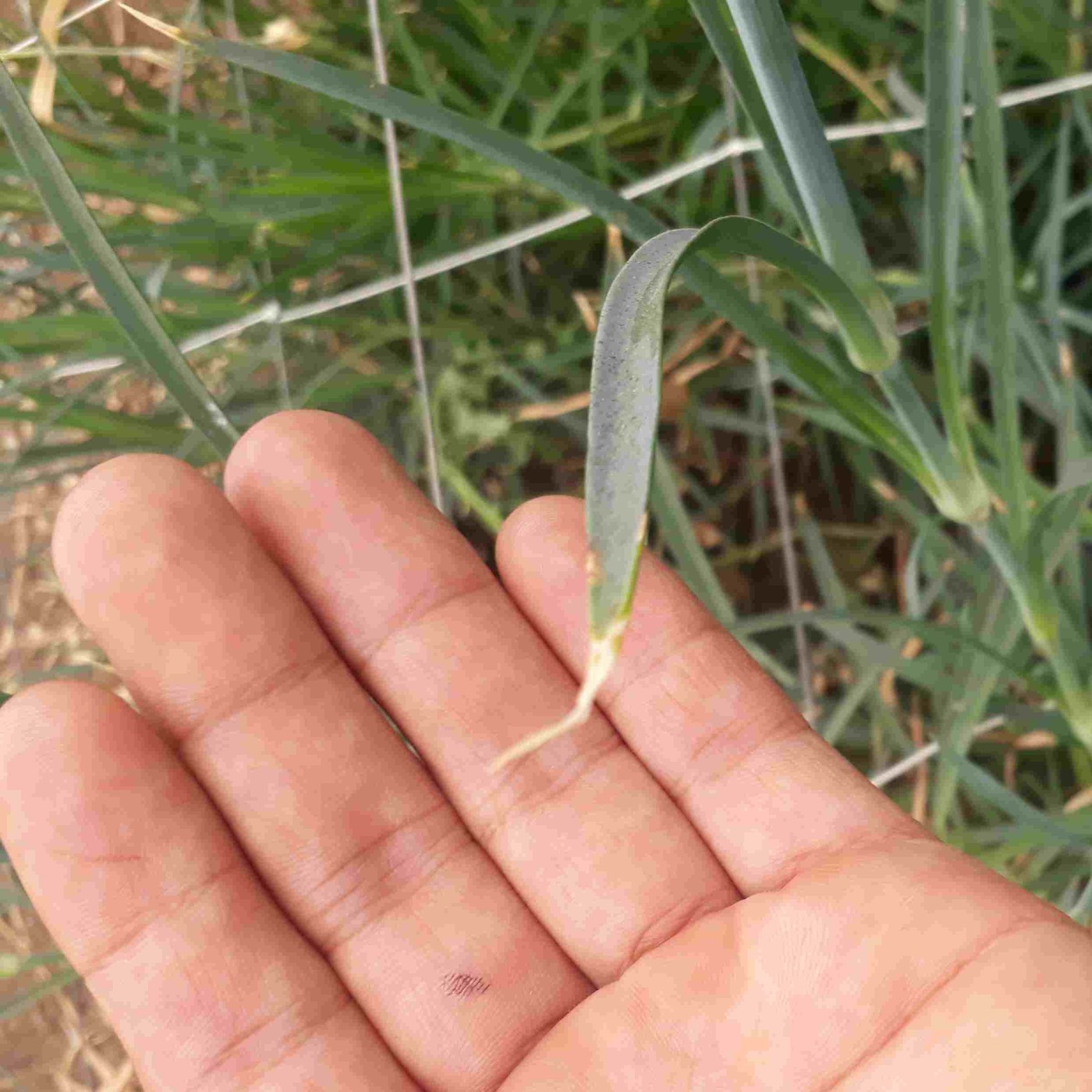 Audio-Artículos de Planeta Agronómico
