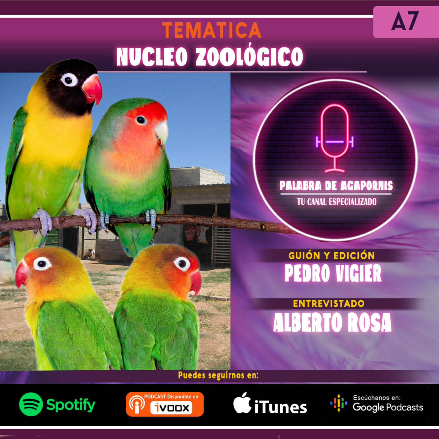Palabra de Agapornis