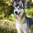 ANI-MANÍA (datos curiosossobre nuestros caninos)