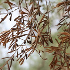 Xylella fastidiosa