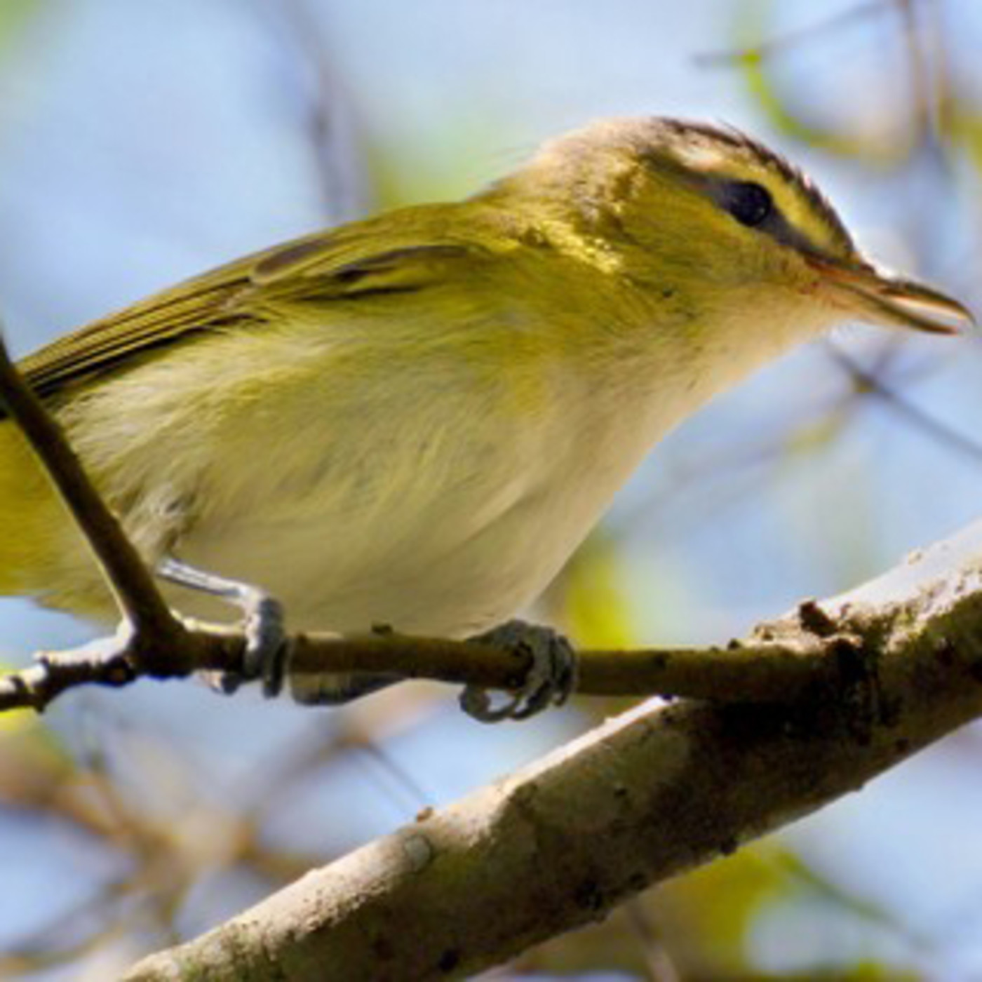 Estudio de Aves Ecojugando