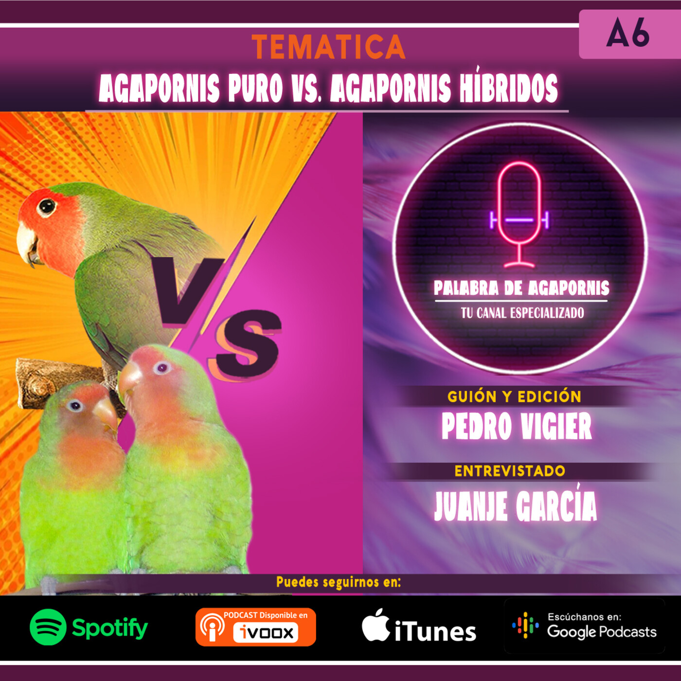 Agapornis Puros Versus Agapornis Híbridos episode artwork