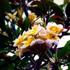"Clariesencia": Ese olor de origen desconocido...