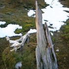 Las antiguas troncas y los modernos pinares de los bosques del Sistema Central (81)