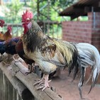 #830 La superstición del gallo | luisbermejo.com | podcast
