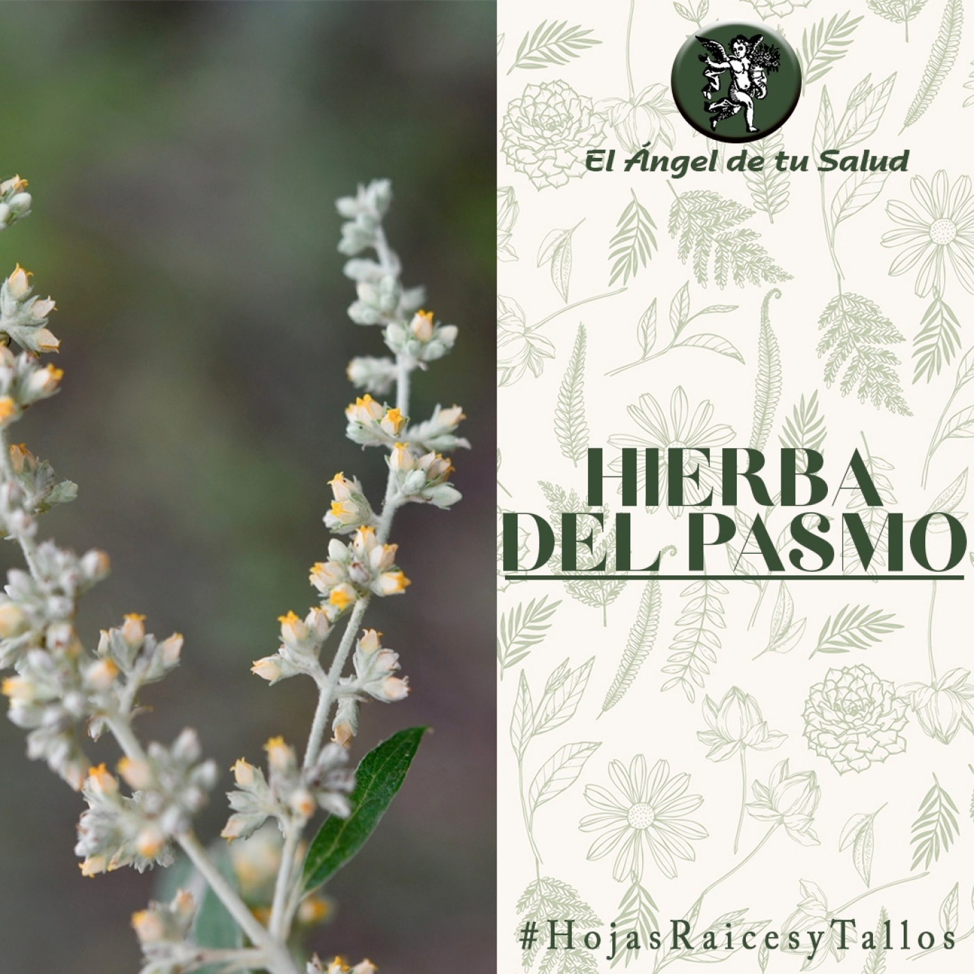 El Ángel de tu Salud - Hierba del Pasmo** episode artwork