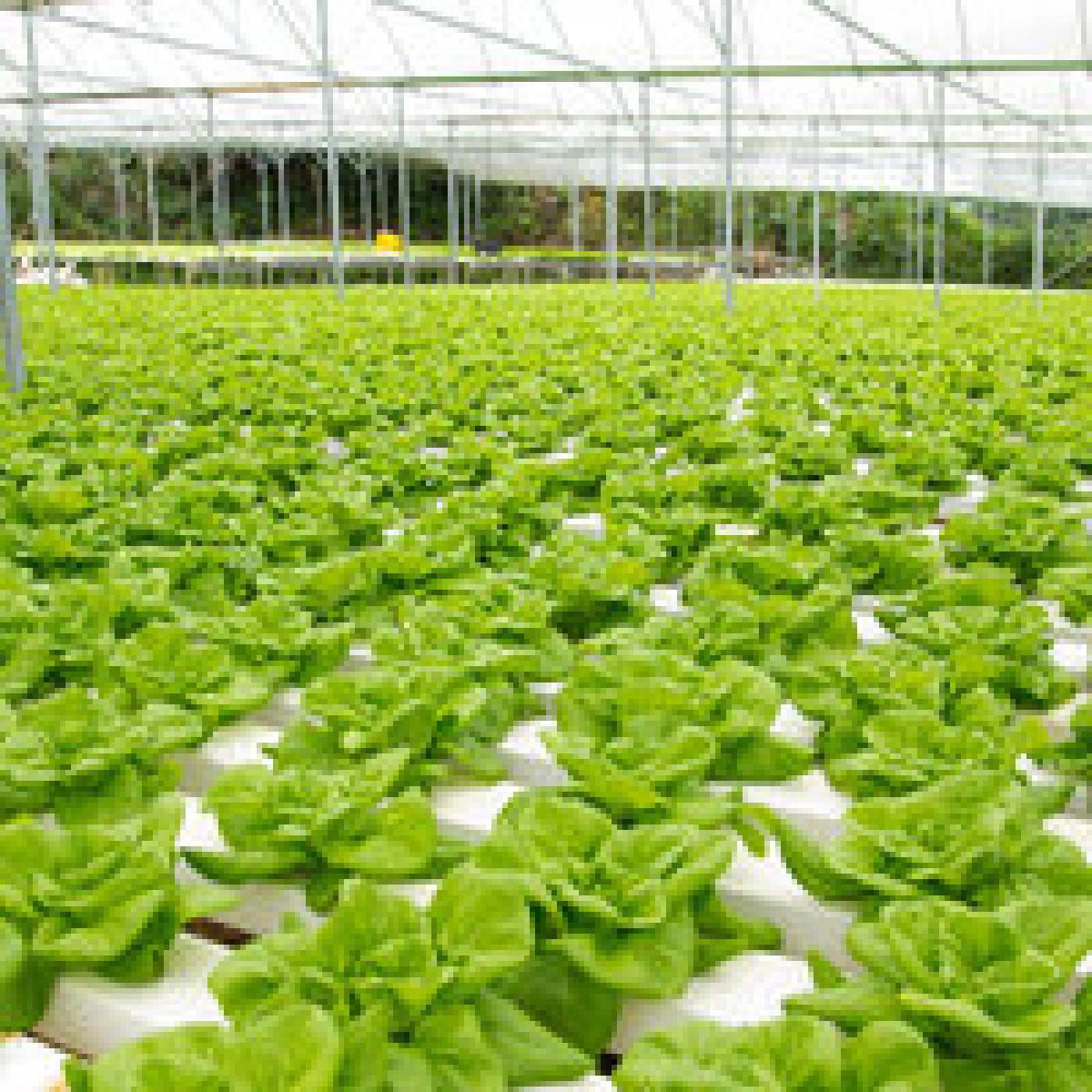 Innovando: H2 Hydroponics episode artwork