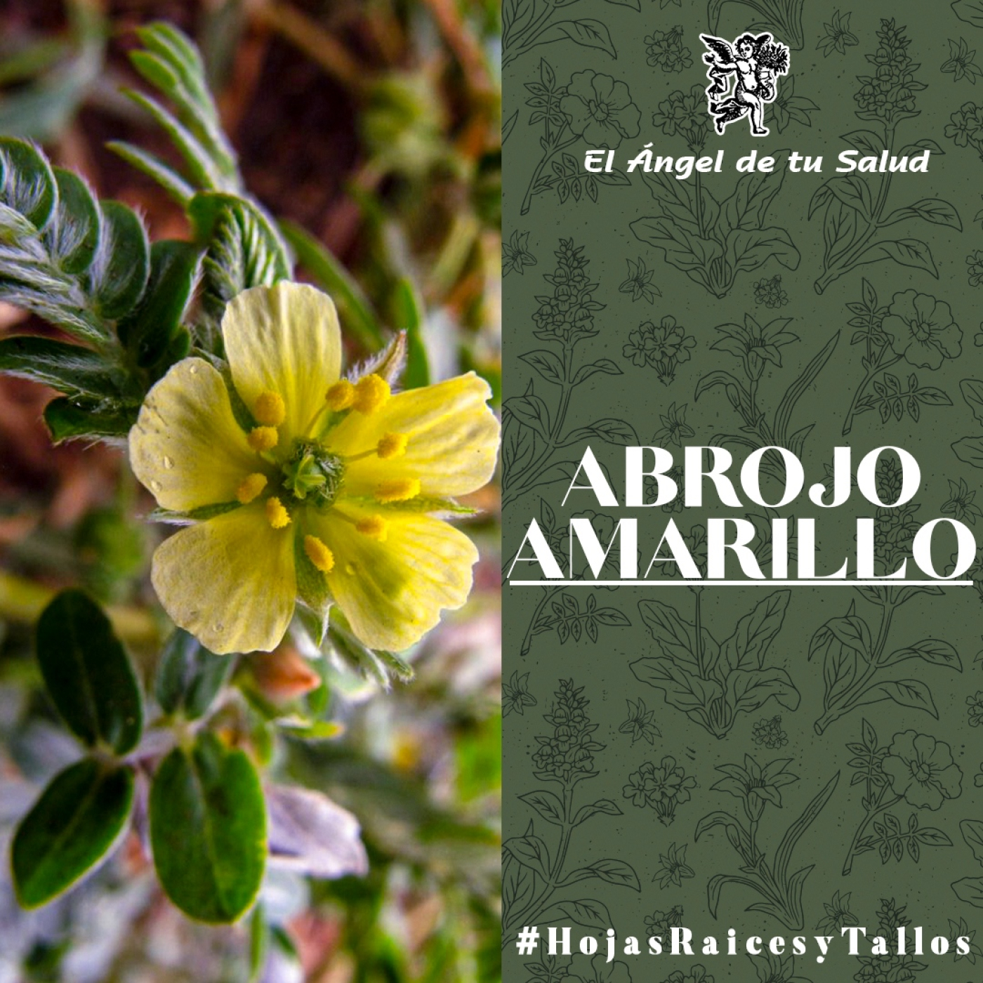 El Ángel de tu Salud - Abrojo Amarillo** episode artwork
