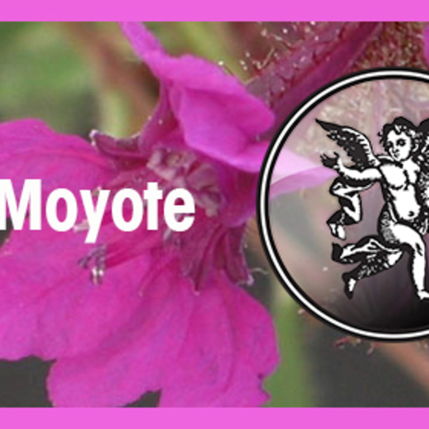 El Ángel de tu Salud - MOYOTE II episode artwork