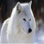 Mujeres que corren con lobos