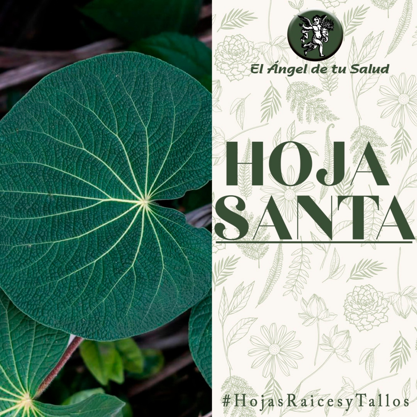 El Ángel de tu Salud - Hoja Santa** episode artwork
