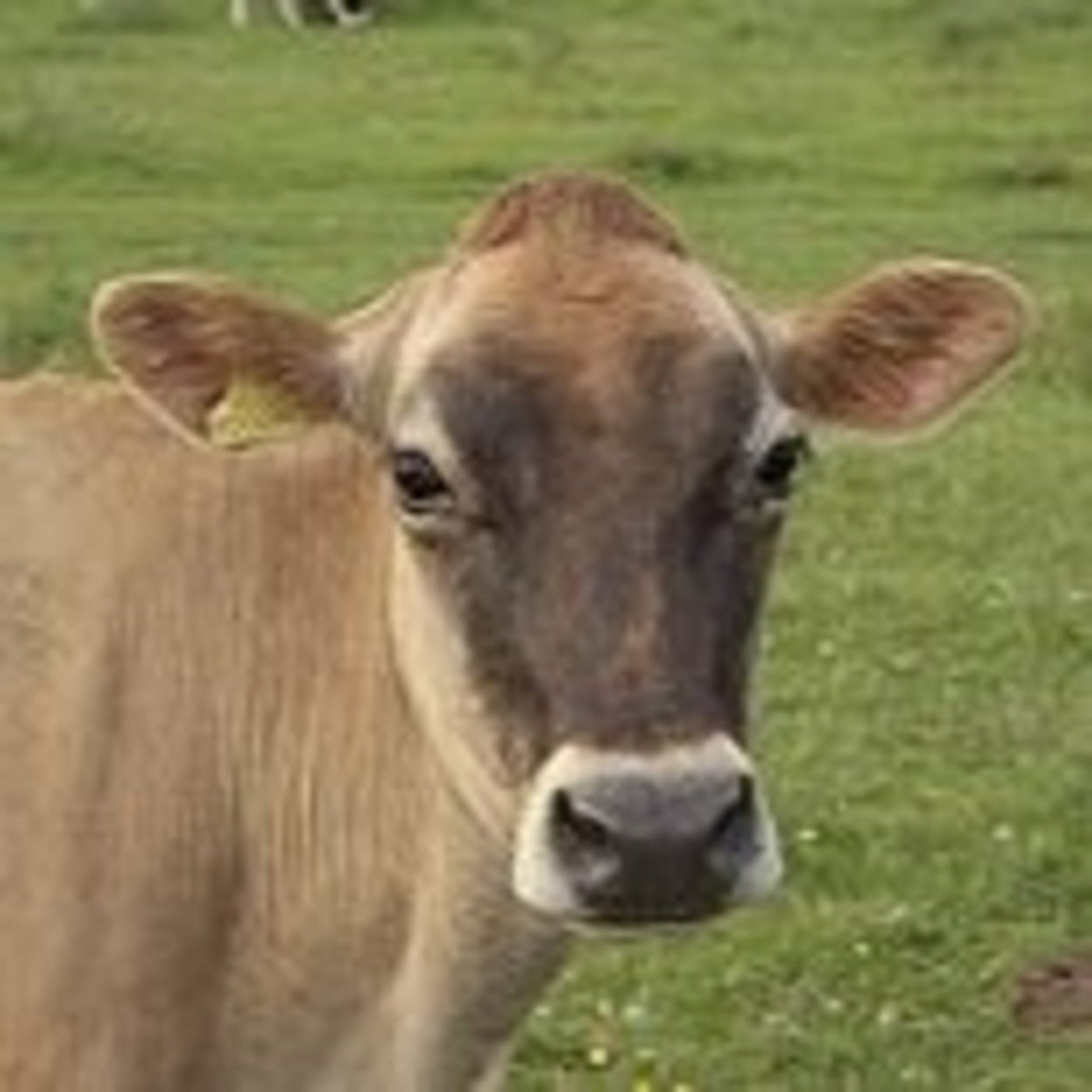 TRIBUTO A PETER CARTER