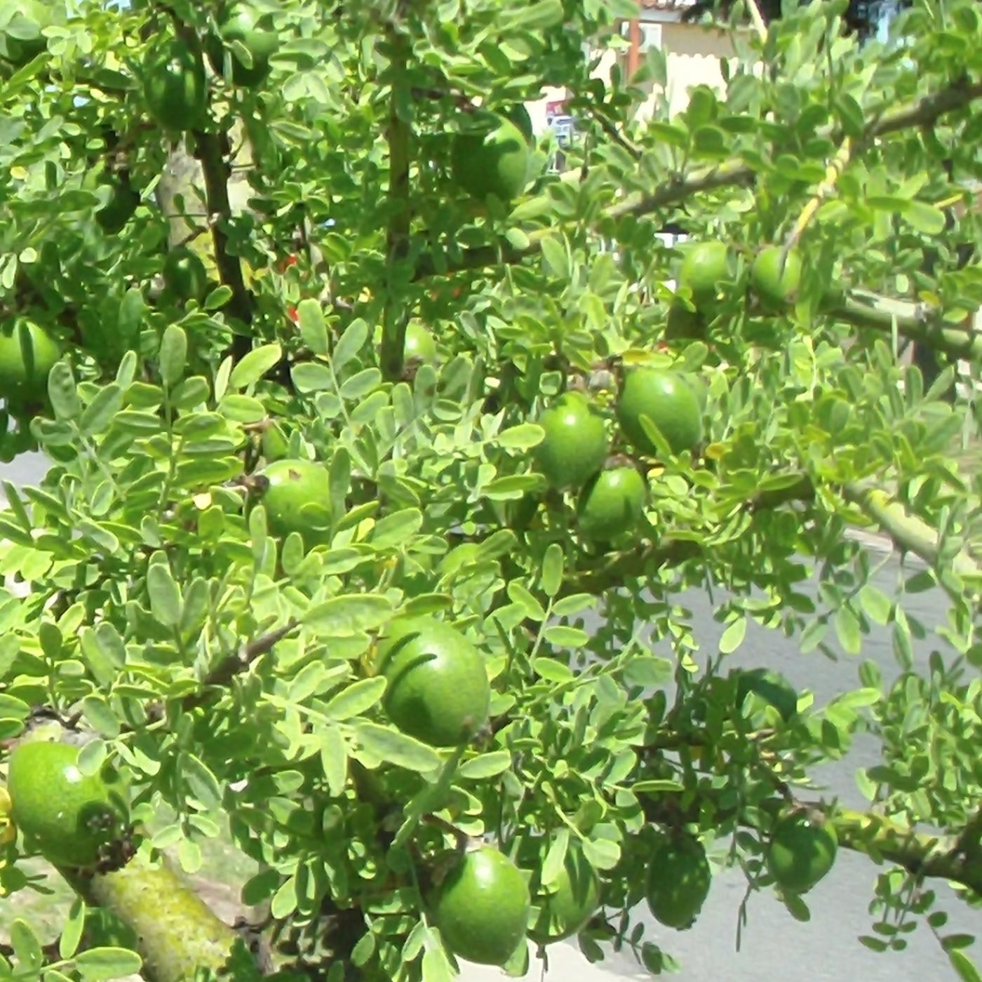 VCP Sol Narraciones Vivencias Leyendas