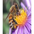 131028 Ciencia para todos - Las abejas y nuestra dependencia