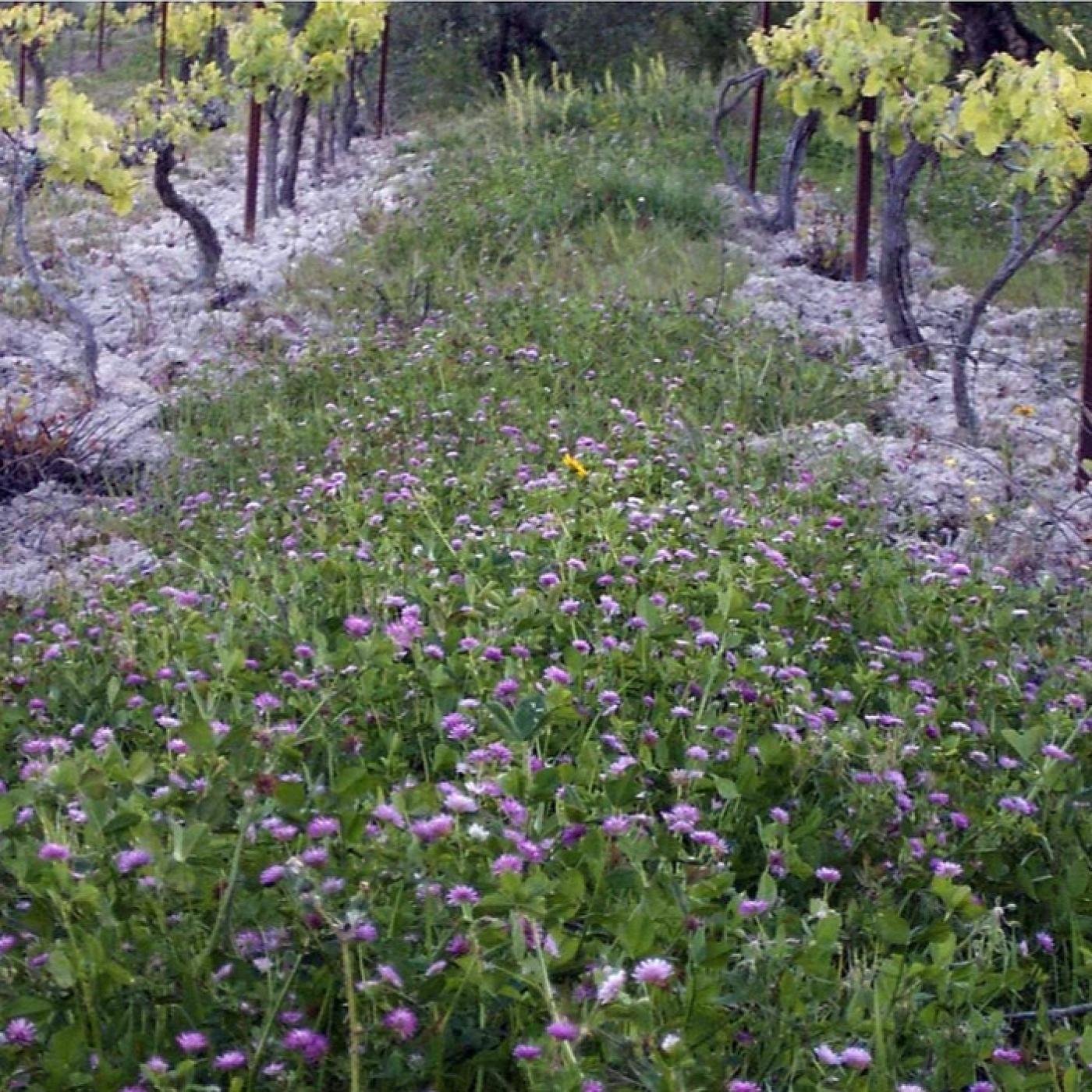 Bodegas Robles