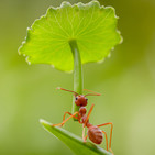 embed image