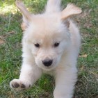 Cual es la mejor raza para tu primer perro