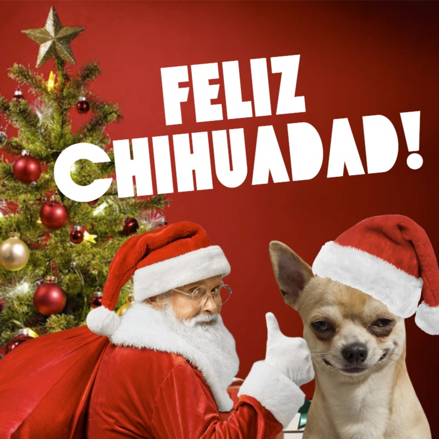 Semental Chihuahua