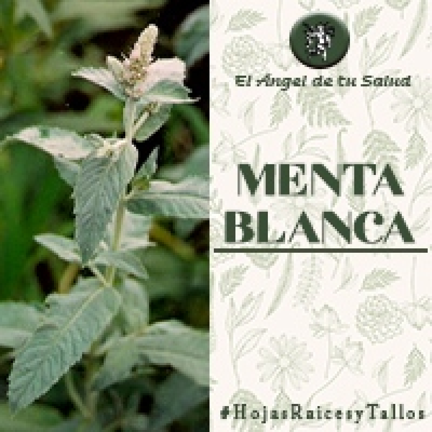El Ángel de tu Salud - Menta Blanca** episode artwork