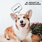 Epi. 2 El jabón en pastilla para mascotas, ¿es malo o bueno?