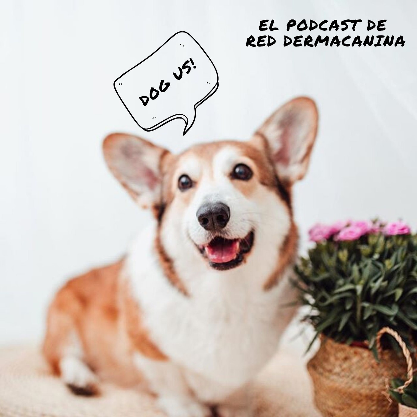 Epi. 2 El jabón en pastilla para mascotas, ¿es malo o bueno? Epi. 2 El jabón en pastilla para mascotas, ¿es malo o bueno?