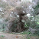 creepypasta - bosque de arañas