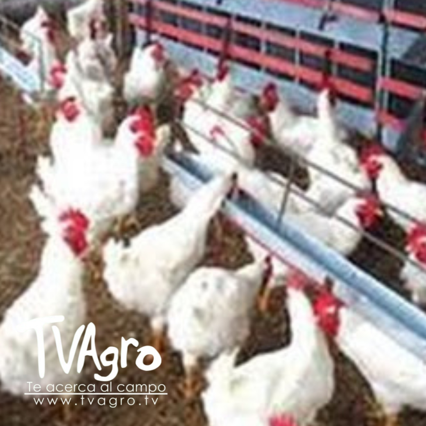 TV AGRO