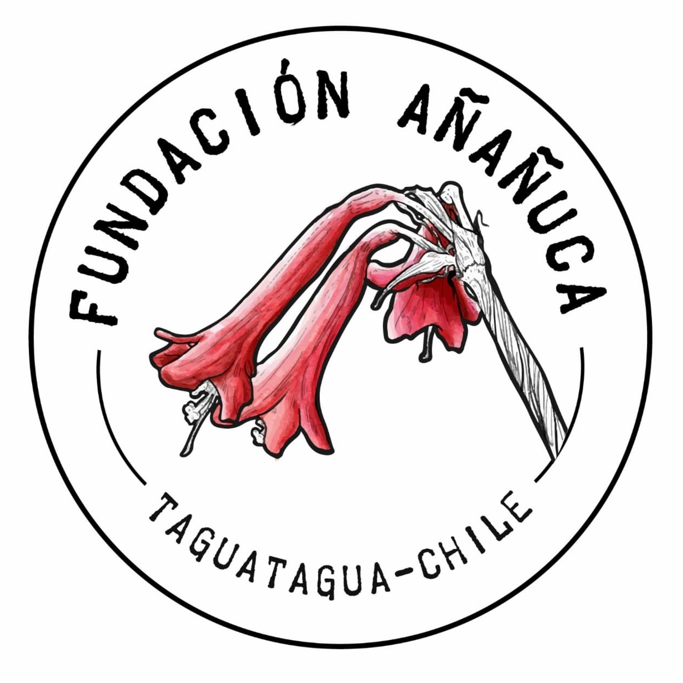 Gustavo Aliaga - Departamento Educación e Investigación Añañuca