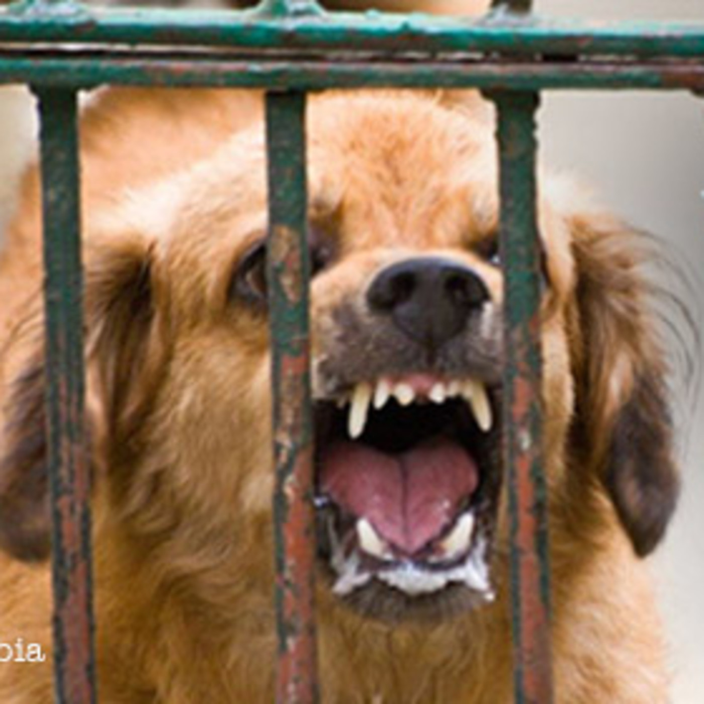 Nuestras Mascotas - La Rabia 2019