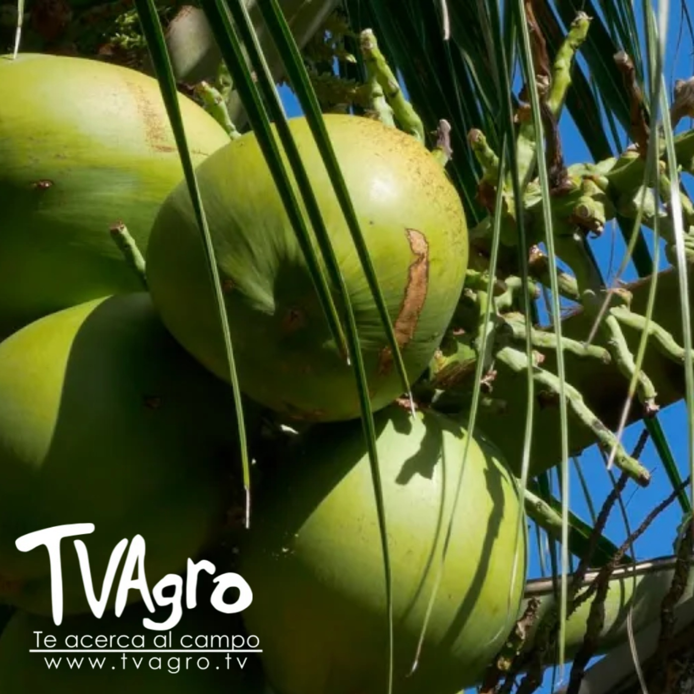 TV AGRO