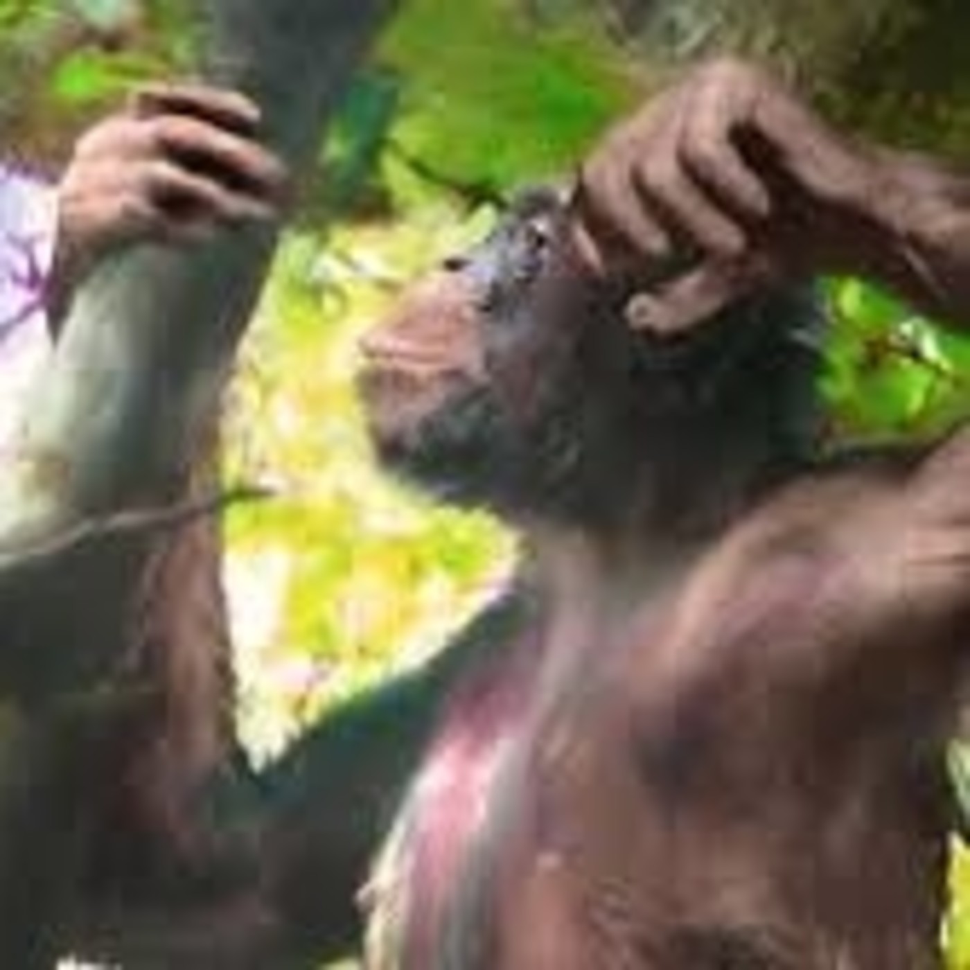 Nomen dubium: Ecos desde Pangea