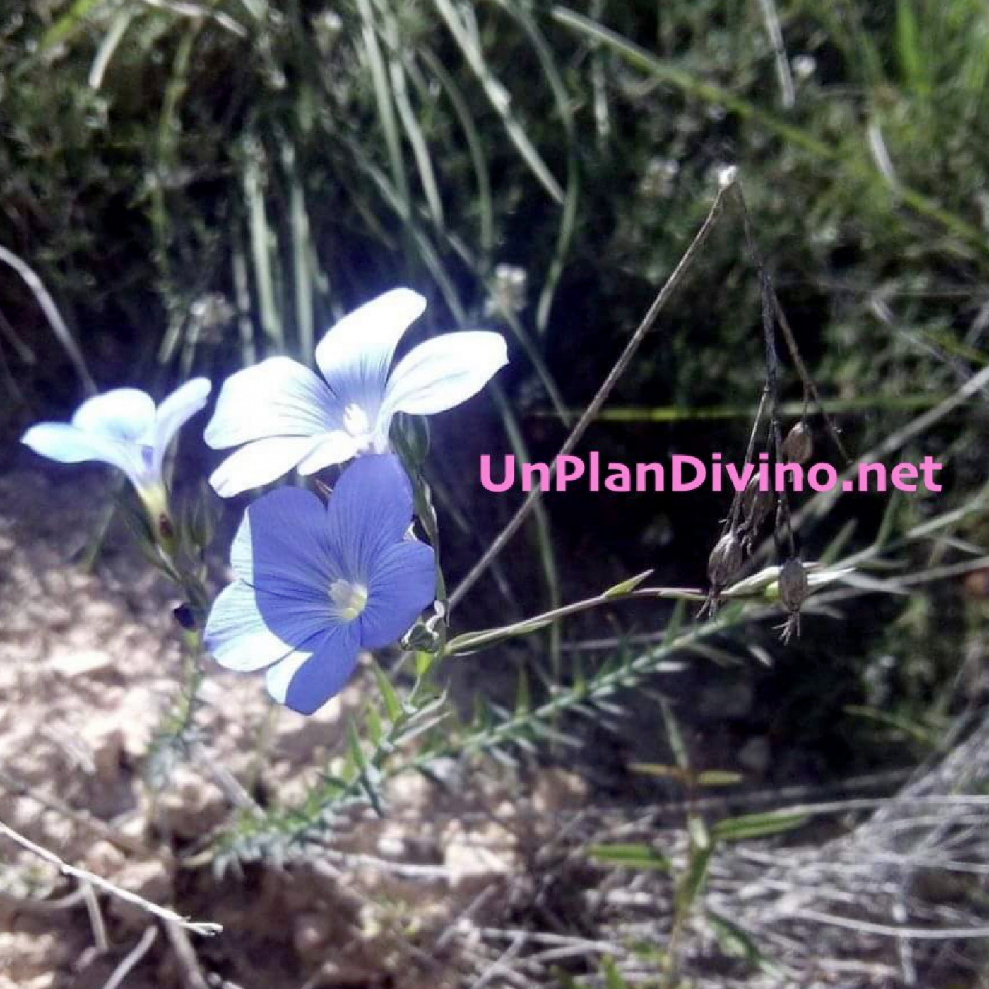 «Radio» UnPlanDivino