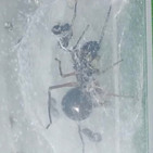 La Brújula de la Ciencia s08e15: Una araña que produce leche para sus crías