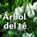 El Ángel de tu Salud - ACEITE DEL ÁRBOL DEL TÉ