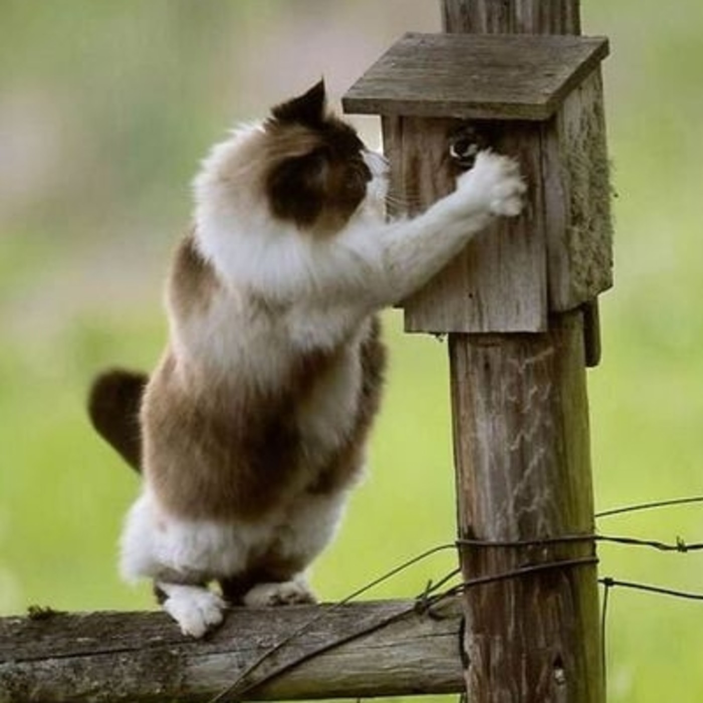 Nuestras Mascotas - Buzón Mascotero 2016-10-04