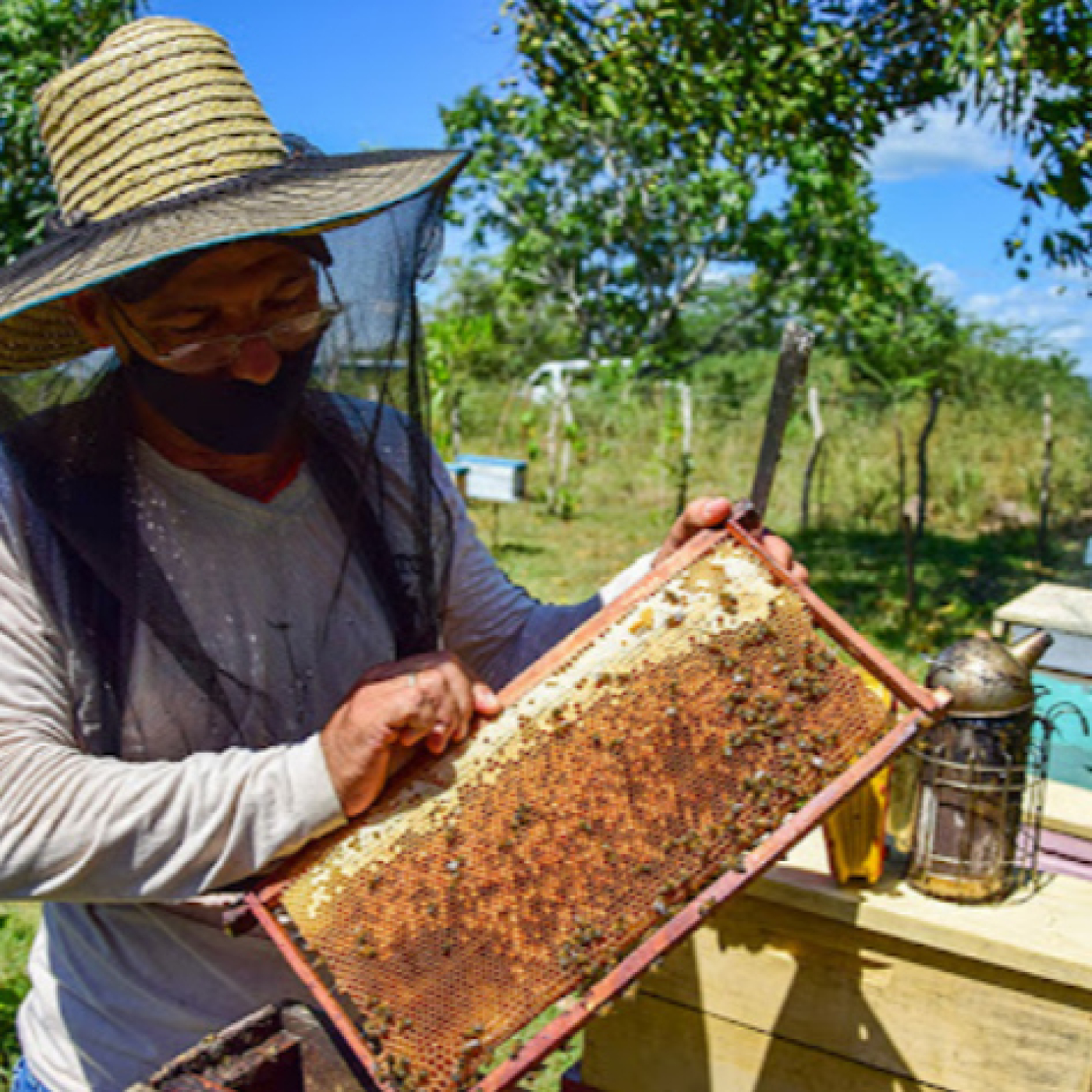 Productores pinareños arrancan el 2026 con más colmenas y mejores proyecciones