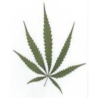 Cannabis