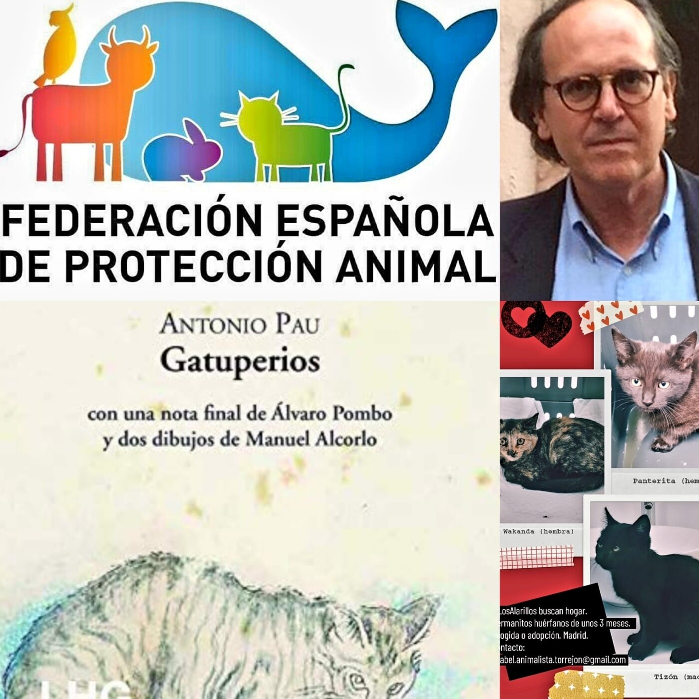 LOS GATOS DOMINARÁN EL MUNDO